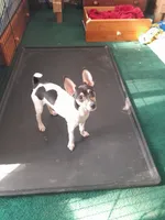 Cannilo, a female Smooth Fox Terrier and Rat Terrier for sale in Placerville, CA – 5 of 9