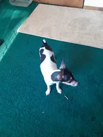 Cannilo, a female Smooth Fox Terrier and Rat Terrier for sale in Placerville, CA – 9 of 9