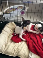 Pica, a female Smooth Fox Terrier and Rat Terrier for sale in Placerville, CA – 4 of 5