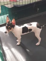 Cannilo, a female Smooth Fox Terrier and Rat Terrier for sale in Placerville, CA – 8 of 9