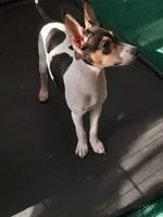 Cannilo, a female Smooth Fox Terrier and Rat Terrier for sale in Placerville, CA – 7 of 9