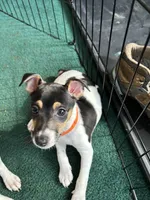 Pica, a female Smooth Fox Terrier and Rat Terrier for sale in Placerville, CA – 1 of 5