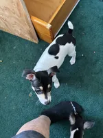 Pica, a female Smooth Fox Terrier and Rat Terrier for sale in Placerville, CA – 3 of 5
