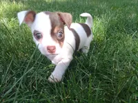 Yoshi, a male Chihuahua for sale in Freeport, IL – 2 of 10