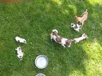 Donkey Kong, a male Chihuahua for sale in Freeport, IL – 3 of 9