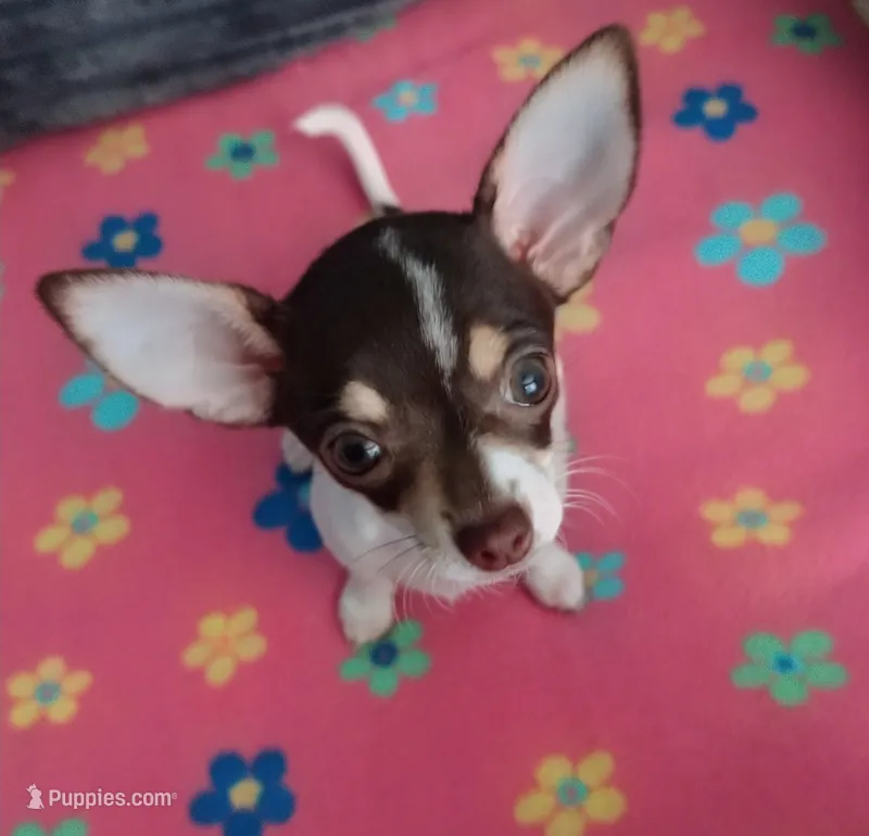 Princess Rosalina – Chihuahua puppy for sale in Freeport, IL