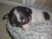 Princess Rosalina, a female Chihuahua for sale in Freeport, IL – 9 of 10