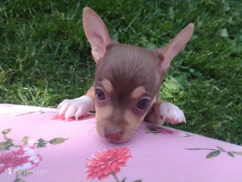 Donkey Kong – Chihuahua puppy for sale in Freeport, IL