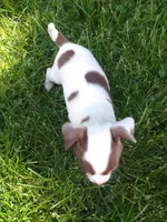 Princess Peach, a female Chihuahua for sale in Freeport, IL – 5 of 10