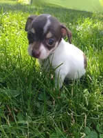 Princess Rosalina, a female Chihuahua for sale in Freeport, IL – 1 of 10