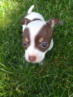 Princess Peach, a female Chihuahua for sale in Freeport, IL – 3 of 10