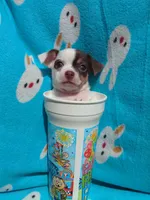 Yoshi, a male Chihuahua for sale in Freeport, IL – 6 of 10