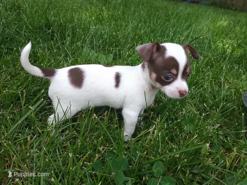 Princess Peach – Chihuahua puppy for sale in Freeport, IL