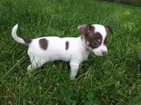 Princess Peach, a female Chihuahua for sale in Freeport, IL – 1 of 10