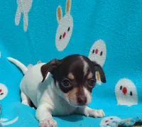 Princess Rosalina, a female Chihuahua for sale in Freeport, IL – 3 of 10