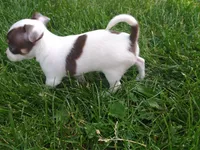 Princess Peach, a female Chihuahua for sale in Freeport, IL – 4 of 10
