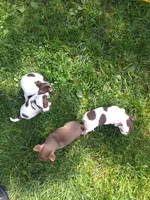 Princess Peach, a female Chihuahua for sale in Freeport, IL – 6 of 10