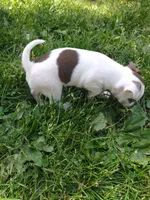 Yoshi, a male Chihuahua for sale in Freeport, IL – 5 of 10