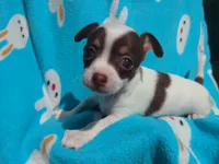 Princess Peach, a female Chihuahua for sale in Freeport, IL – 2 of 10