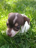 Princess Rosalina, a female Chihuahua for sale in Freeport, IL – 6 of 10