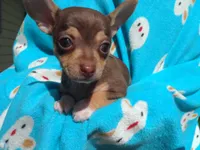 Donkey Kong, a male Chihuahua for sale in Freeport, IL – 2 of 9