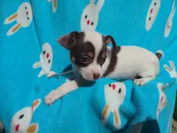 Princess Peach, a female Chihuahua for sale in Freeport, IL – 7 of 10