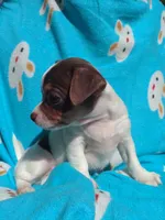 Yoshi, a male Chihuahua for sale in Freeport, IL – 4 of 10