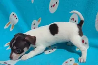 Princess Rosalina, a female Chihuahua for sale in Freeport, IL – 4 of 10