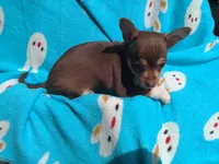 Donkey Kong, a male Chihuahua for sale in Freeport, IL – 9 of 9
