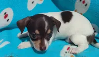 Princess Rosalina, a female Chihuahua for sale in Freeport, IL – 2 of 10