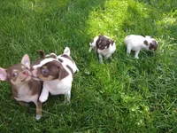 Donkey Kong, a male Chihuahua for sale in Freeport, IL – 7 of 9