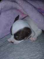 Princess Peach, a female Chihuahua for sale in Freeport, IL – 10 of 10