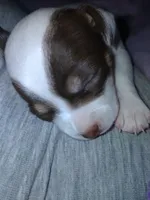 Princess Peach, a female Chihuahua for sale in Freeport, IL – 9 of 10