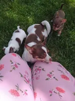 Donkey Kong, a male Chihuahua for sale in Freeport, IL – 4 of 9