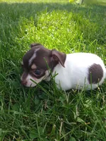 Princess Rosalina, a female Chihuahua for sale in Freeport, IL – 5 of 10