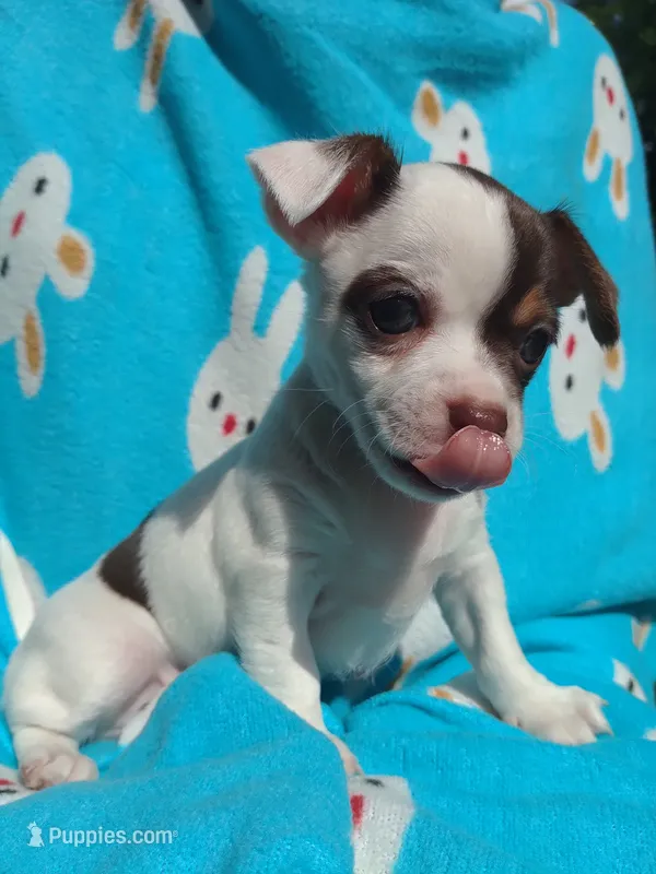Yoshi – Chihuahua puppy for sale in Freeport, IL