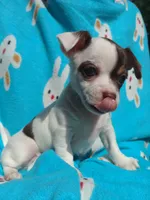 Yoshi, a male Chihuahua for sale in Freeport, IL – 1 of 10