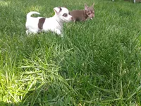 Yoshi, a male Chihuahua for sale in Freeport, IL – 3 of 10