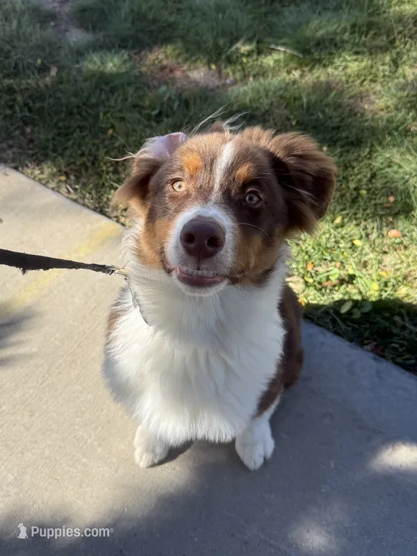 Oso – Australian Cattle Dog puppy for sale in Commerce City, CO