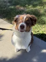 Oso, a male Australian Cattle Dog for sale in Commerce City, CO – 1 of 1