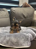 Jelly Roll, a male Yorkshire Terrier for sale in Ruskin, FL – 7 of 7