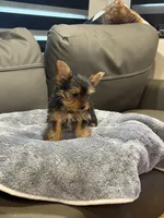 Jelly Roll, a male Yorkshire Terrier for sale in Ruskin, FL – 3 of 7