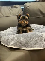 Bunny , a female Yorkshire Terrier for sale in Ruskin, FL – 4 of 7