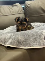 Bunny , a female Yorkshire Terrier for sale in Ruskin, FL – 5 of 7