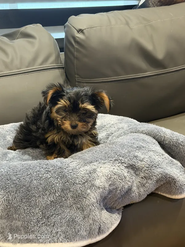 Bunny  – Yorkshire Terrier puppy for sale in Ruskin, FL