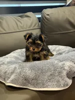 Bunny , a female Yorkshire Terrier for sale in Ruskin, FL – 3 of 7