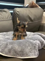Jelly Roll, a male Yorkshire Terrier for sale in Ruskin, FL – 6 of 7