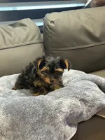 Bunny , a female Yorkshire Terrier for sale in Ruskin, FL – 6 of 7