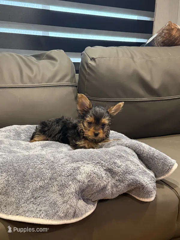 Jelly Roll – Yorkshire Terrier puppy for sale in Ruskin, FL