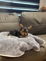 Jelly Roll, a male Yorkshire Terrier for sale in Ruskin, FL – 1 of 7